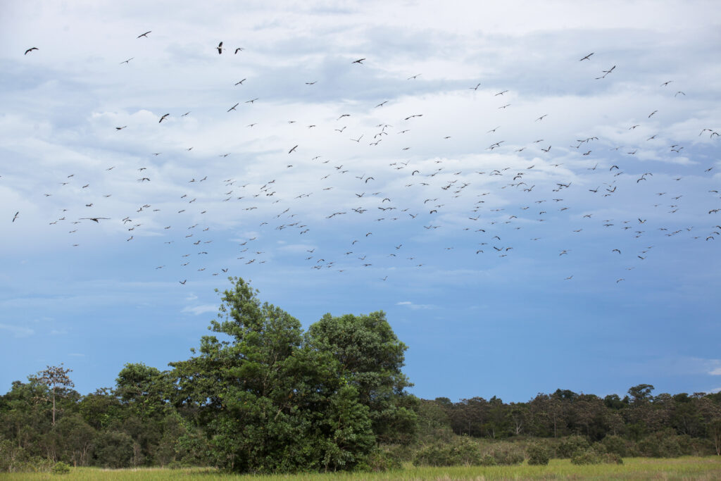 Tới vườn Di sản ASEN Lò Gò Xa Mát để ngắm chim ở Tà Nốt