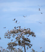 Tới vườn Di sản ASEAN Lò Gò Xa Mát ngắm đàn cò nhạn quý hiếm