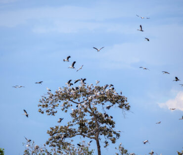 ngắm chim lò gò xa mát vườn di sản ASEAN