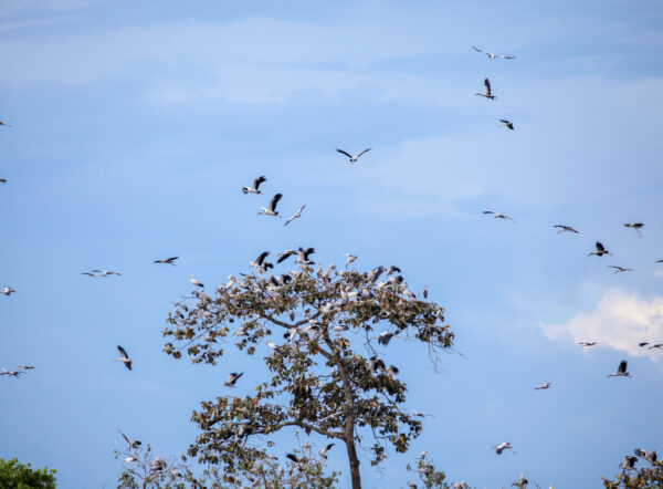 ngắm chim lò gò xa mát vườn di sản ASEAN