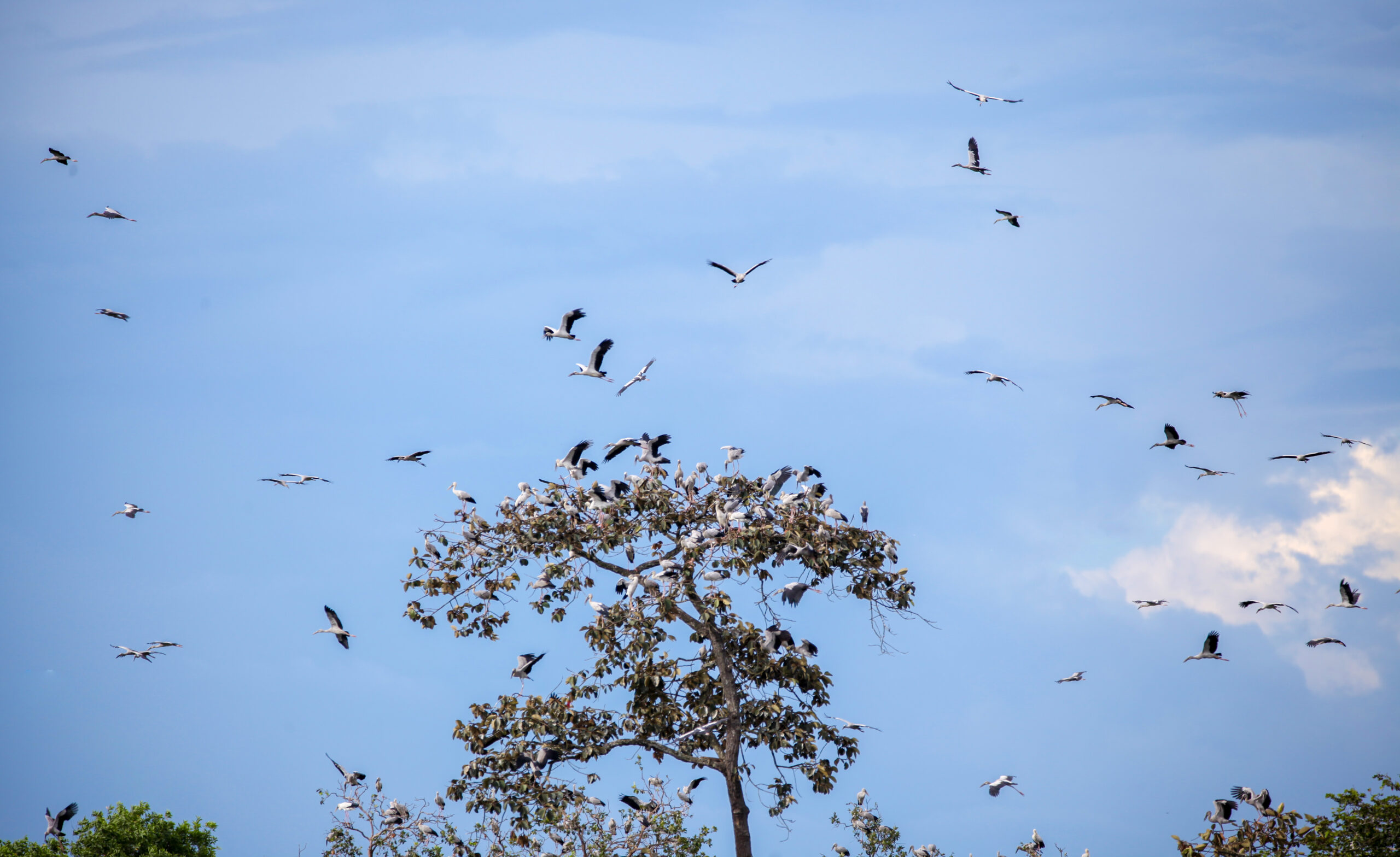 ngắm chim lò gò xa mát vườn di sản ASEAN